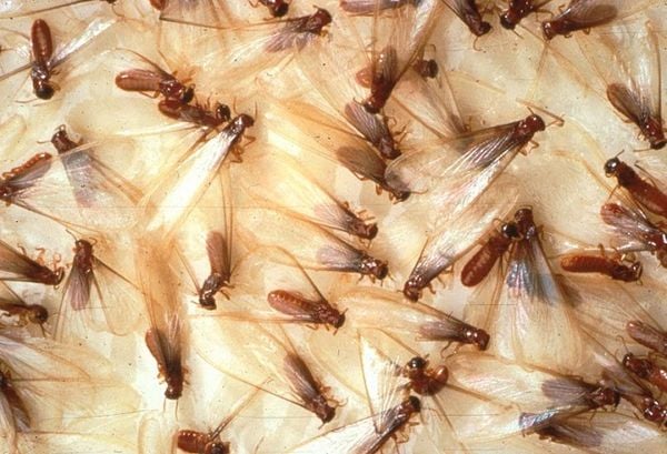 Hình ảnh dấu hiệu nhận biết mối