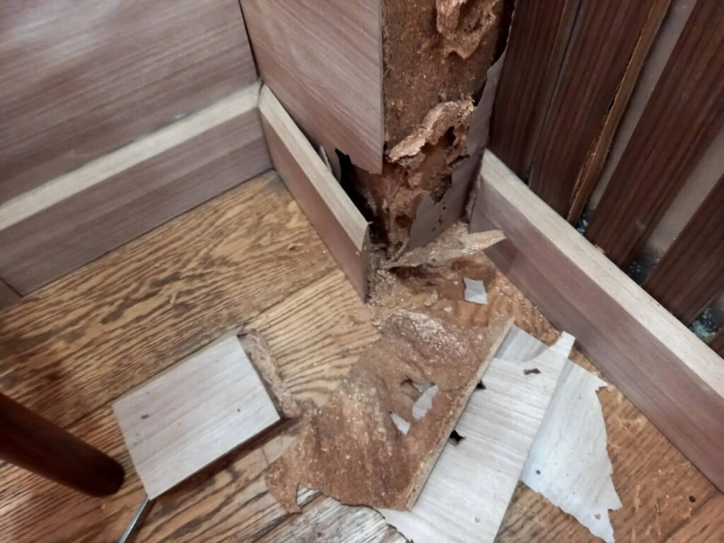 diệt mối tận gốc - hinh 05